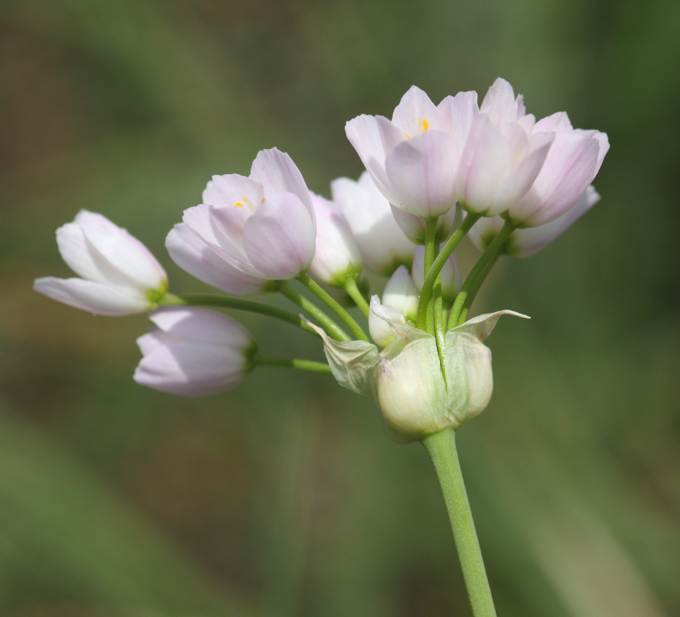 Allium roseum?
